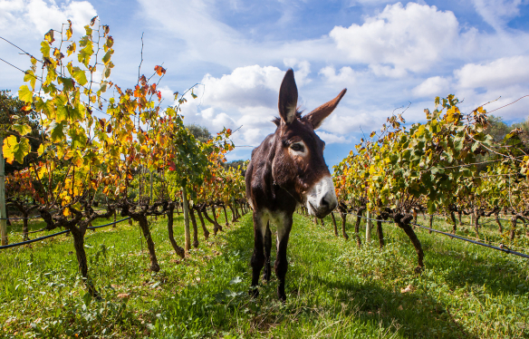 Globalwine – Wein im Einklang mit der Natur Wein im Einklang mit der Natur – von biologisch bis biodynamisch