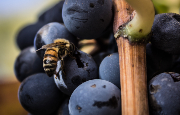 Globalwine – Bodenqualität und die Biodiversität Bodenqualität und die Biodiversität