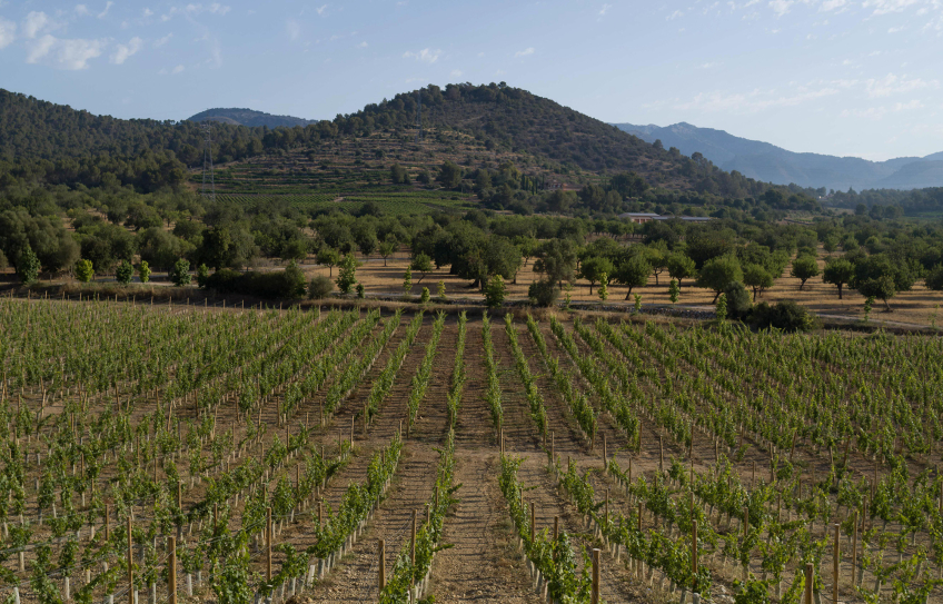 Nachhaltigkeit auf der Bodega Bodega Son Mayol