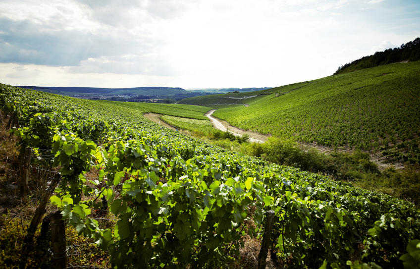 Louis Michel & Fils, Chablis