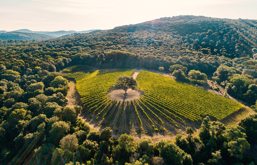 Globalwine übernimmt den Vertrieb von Tenuta Argentiera in der Schweiz.