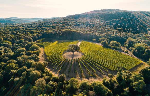 Argentiera Rebberg - Bolgheri - Toskana