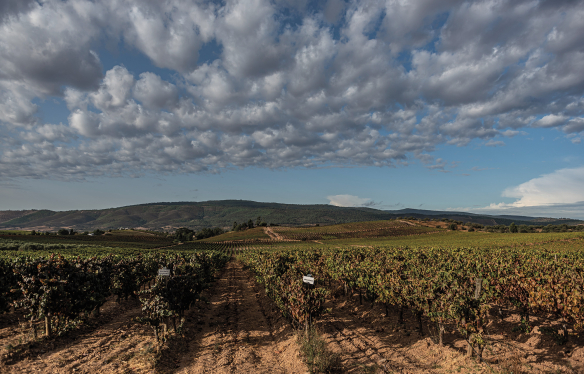 Quinta Do Zambujeiro - Alentejo - Portugal