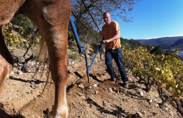 Globalwine – Marcel Bühler von Domaine des Enfants im Rebberg – Roussillon Marcel Bühler - Domaine des Enfants - Roussillon - Frankreich