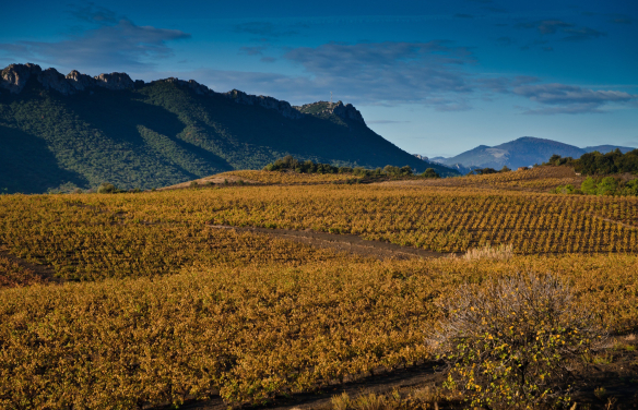 Rebberg - Domaine des Enfants - Roussillon - Frankreich