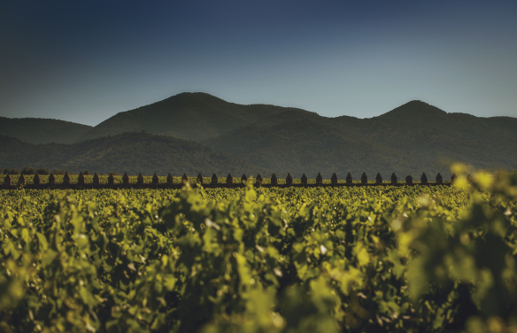 Rebberg Grans Muralles Estate - Familie Torres - Penedes - Spanien