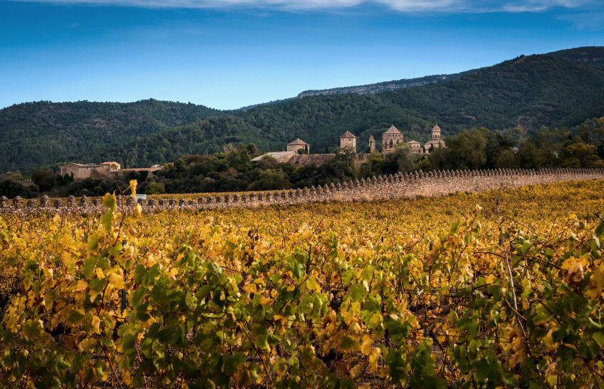 Rebberg - Torres - Penedes - Spanien