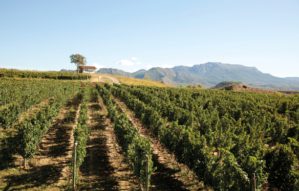 Rebberg - Bodega Muga - Rioja - Spanien