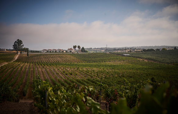 Rebberge - Quinta do Zambujeiero - Alentejo - Portugal