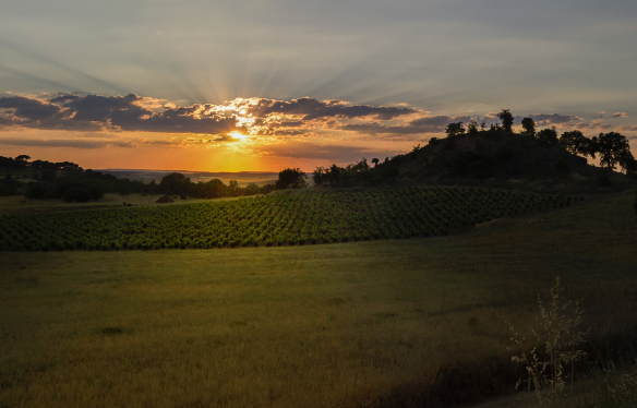 Rebberg Dominio de Cair - Ribera del Duero - Spanien