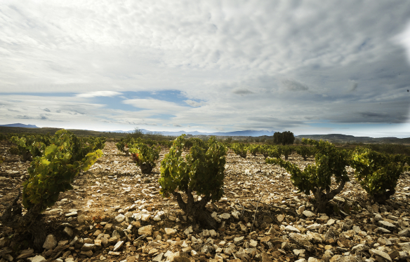 alte Reben - Bodegas Morca - Campo de Borja - Spanien