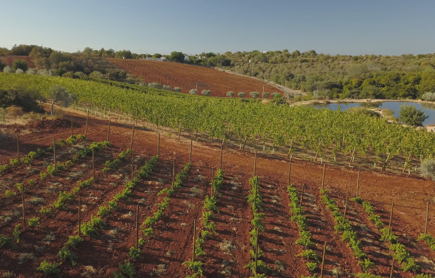 Globalwine – Quinta dos Sentidos – Algarve Rebberg - Quinta dos Sentidos - Algarve - Portugal
