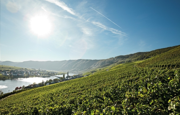 Mosel Rebberge Riesling