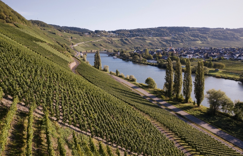 Steillagen Mosel Rebberg