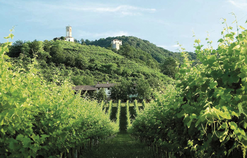 Prosecco-di-Conegliano