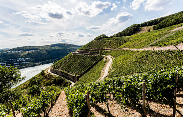 Weingut Künstler Rheingau