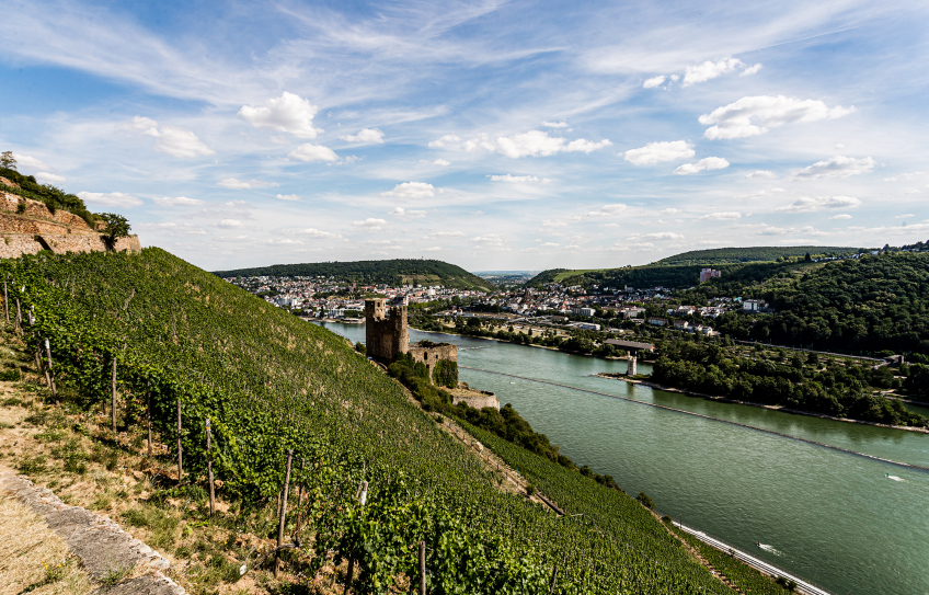 Riesling Reben Weingut Künstler