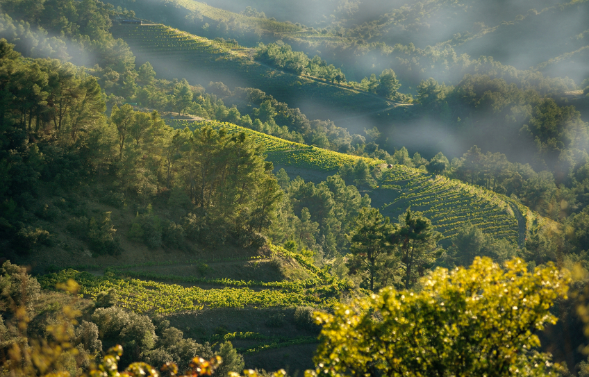 Hanglagen Rebberge Priorat