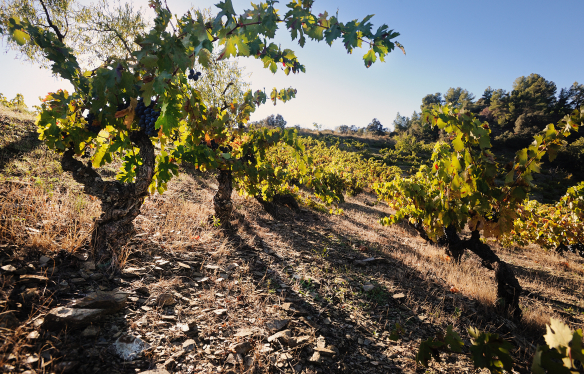 alte Reben Priorat