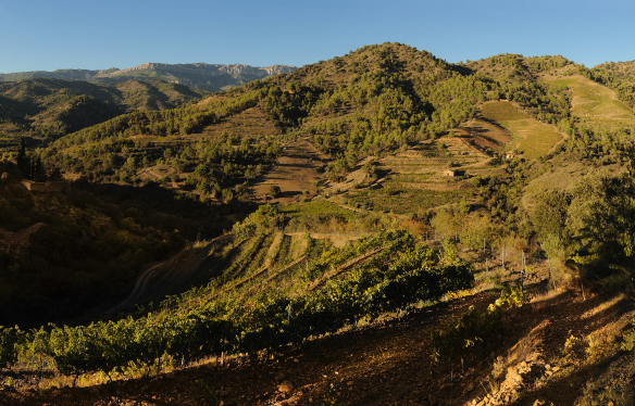 Rebberge Priorat