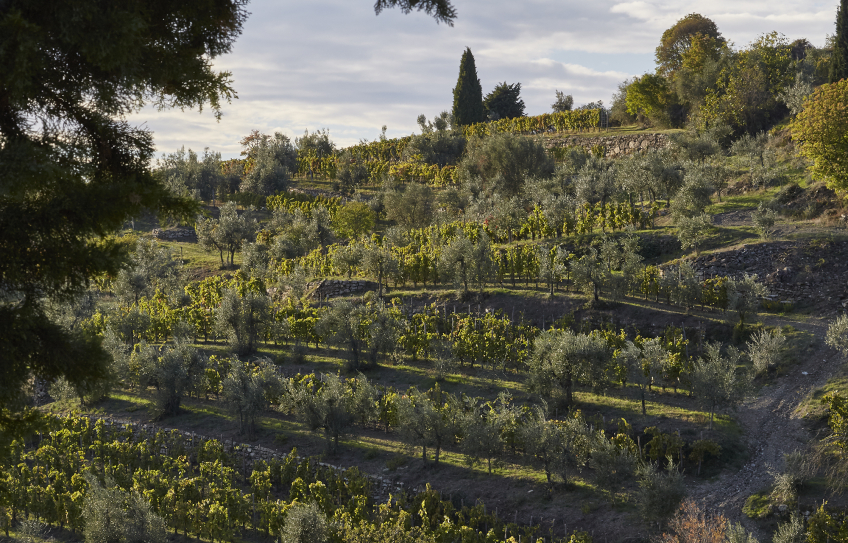 Rebberge von Castagnoli im Chianti