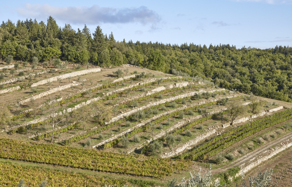 Alte Rebberge von Castagnoli im Chianti