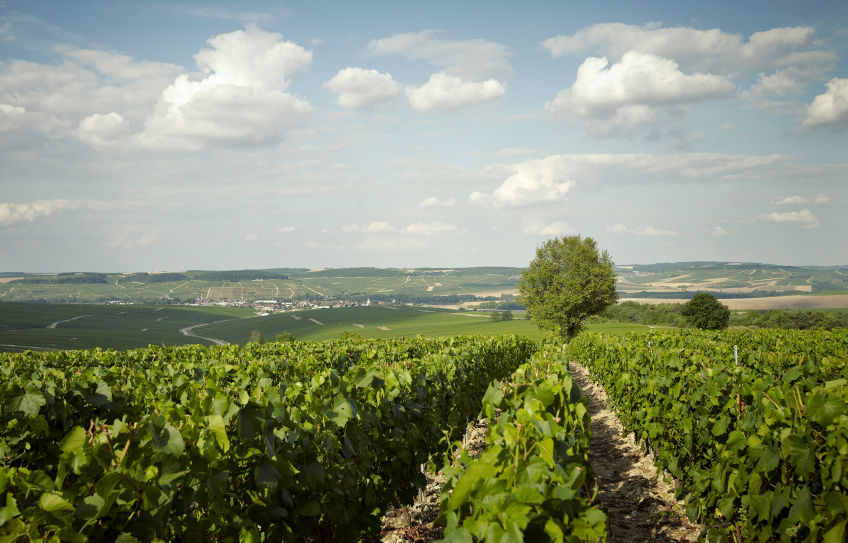 Chablis, Chardonnay, Fournier Père et Fils