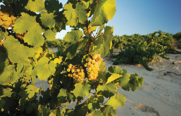 Verdejo Weissweinsorte Rueda