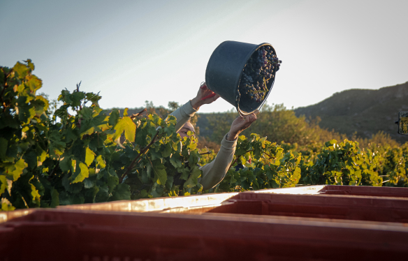 Domaine Clavel Ernte Bio-Weingut Domaine Clavel