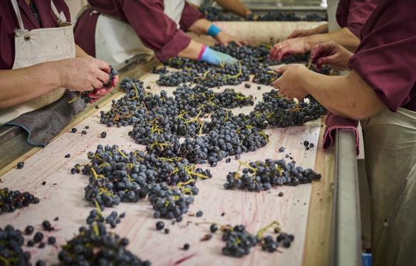 Handarbeit am Selektiertisch von Quinta do Zambujeiro