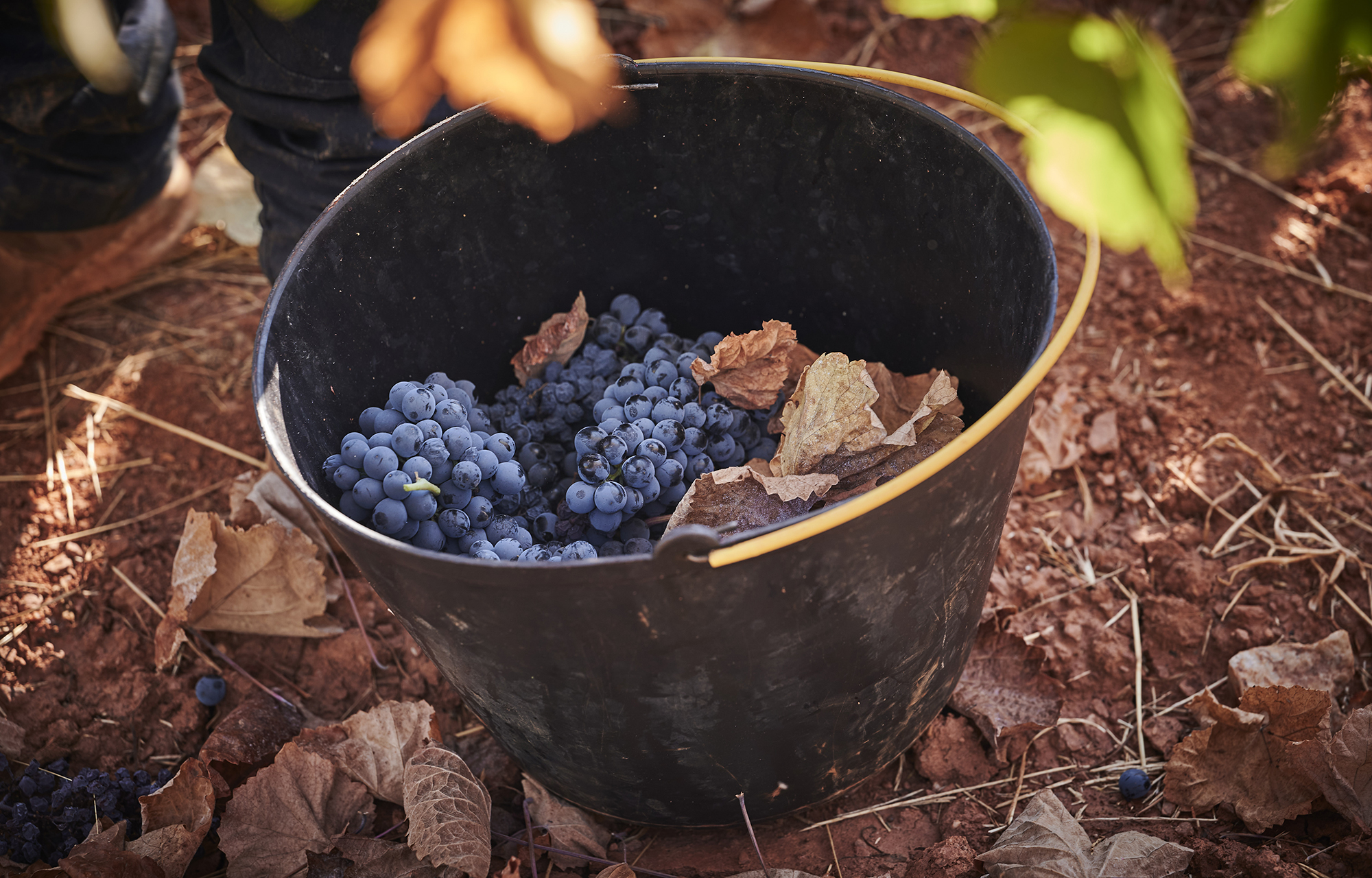 Weinlese auf Zambujeiro