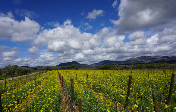 Rebberge im Languedoc-Roussillon, Frühling, Bio-Rebberg