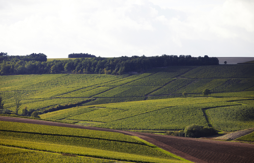 Chablis Rebberg von Domaine Louis Michel & Fils