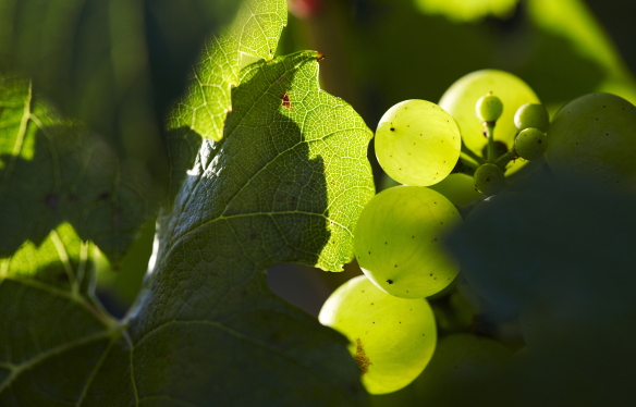 Chardonnay Trauben aus dem Chablis von Louis Michel et Fils