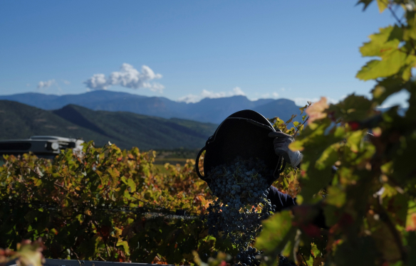 Rebberg Torres Penedes