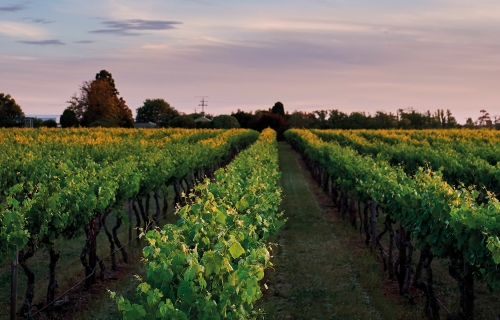 Rebberg von Penfolds