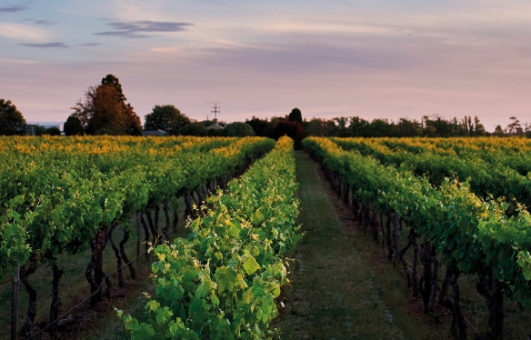 Rebberg von Penfolds