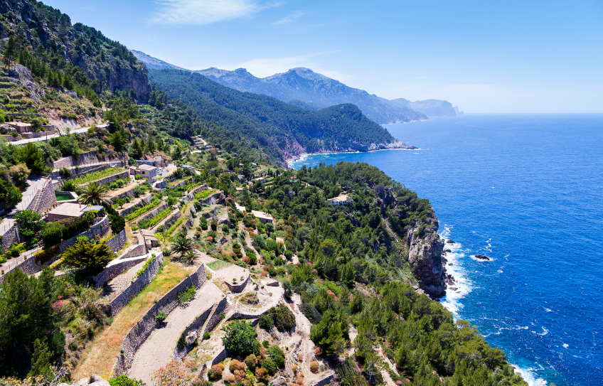 Rebberge auf Mallorca