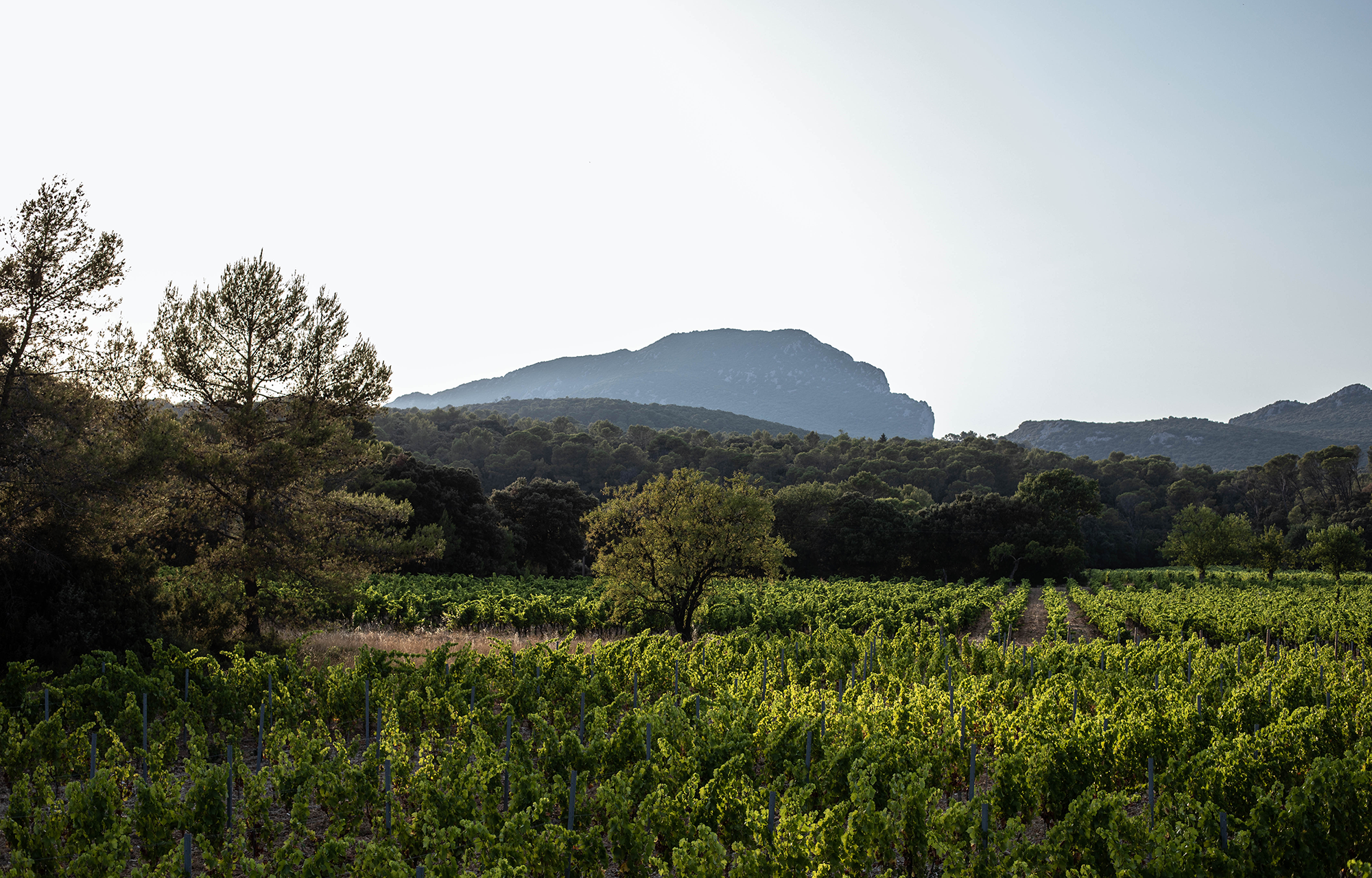 Domaine Clavel, Languedoc