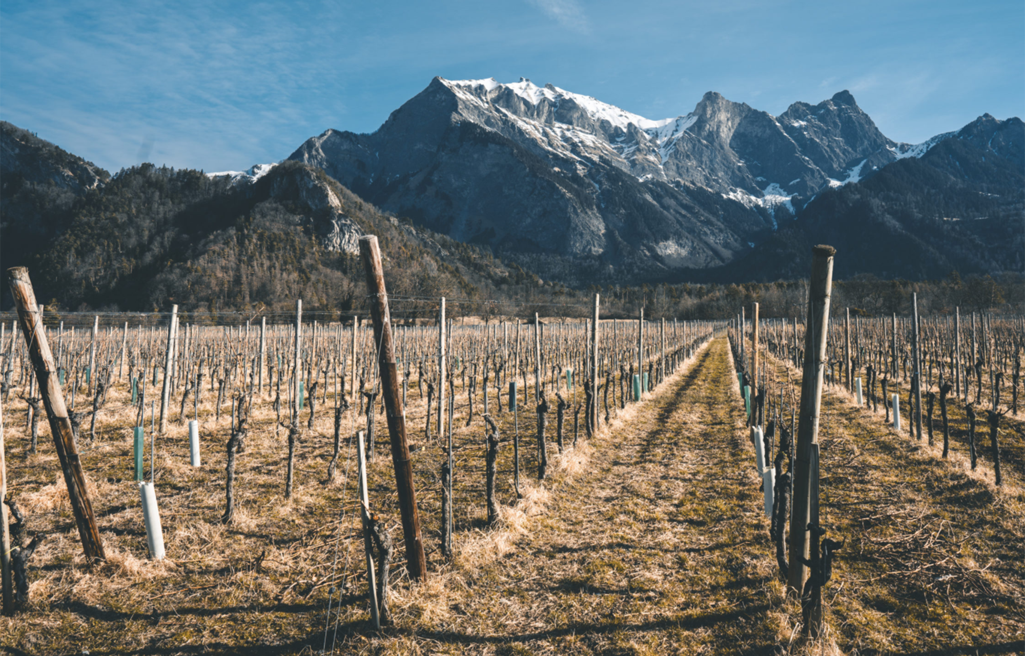 Winzer Weingut Davaz