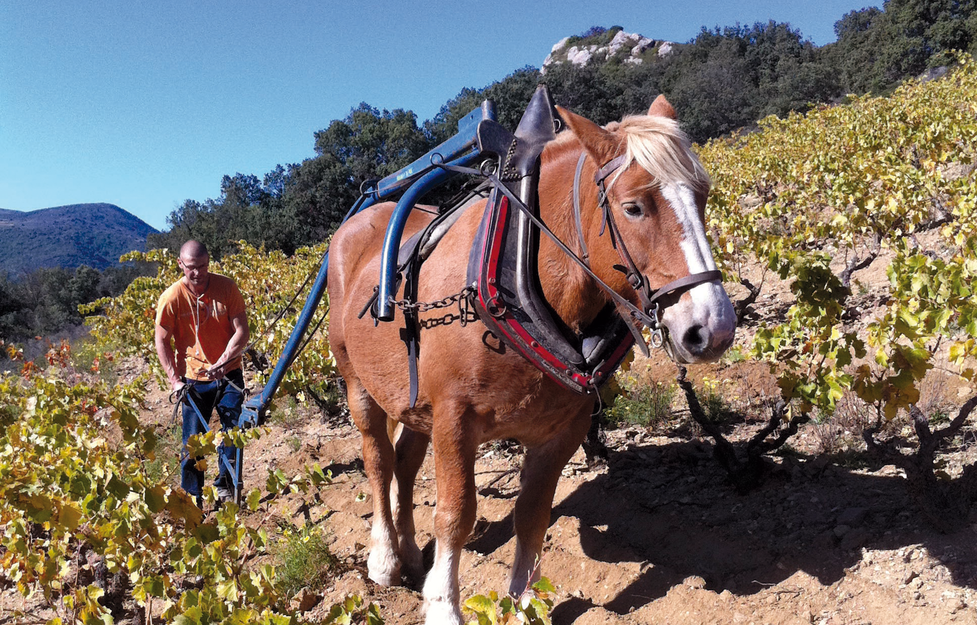 Winzer Domaine des Enfants