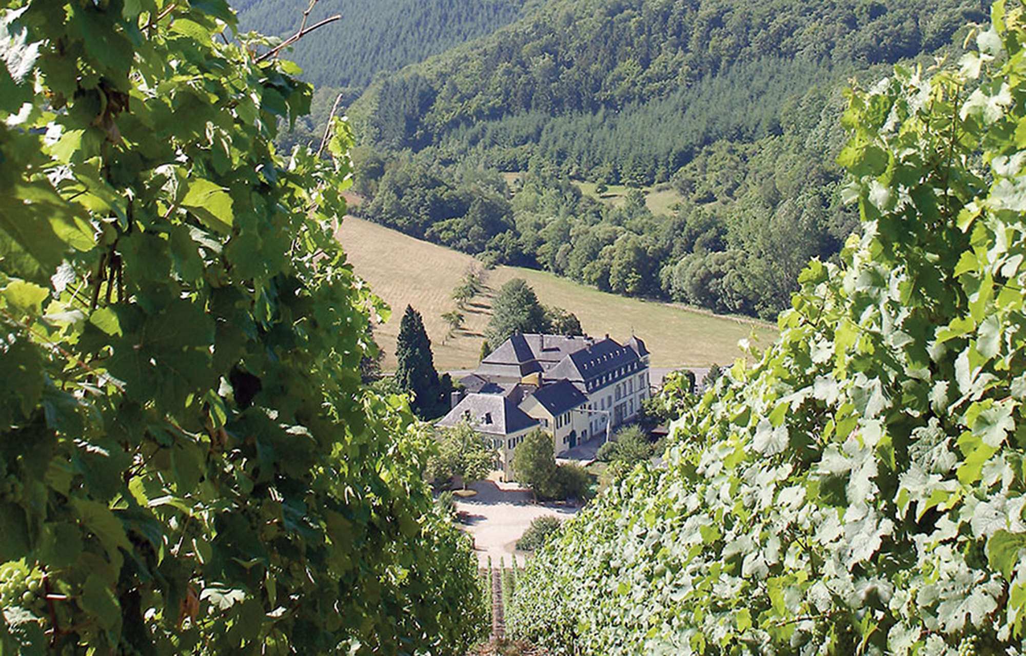 Winzer Weingut Egon Müller