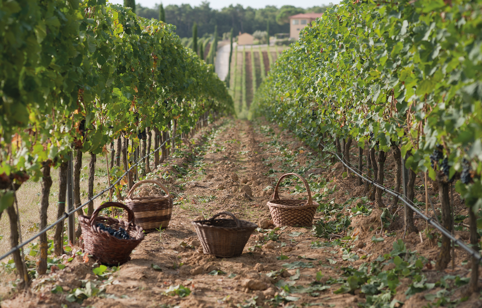 Winzer Tenuta La Braccesca