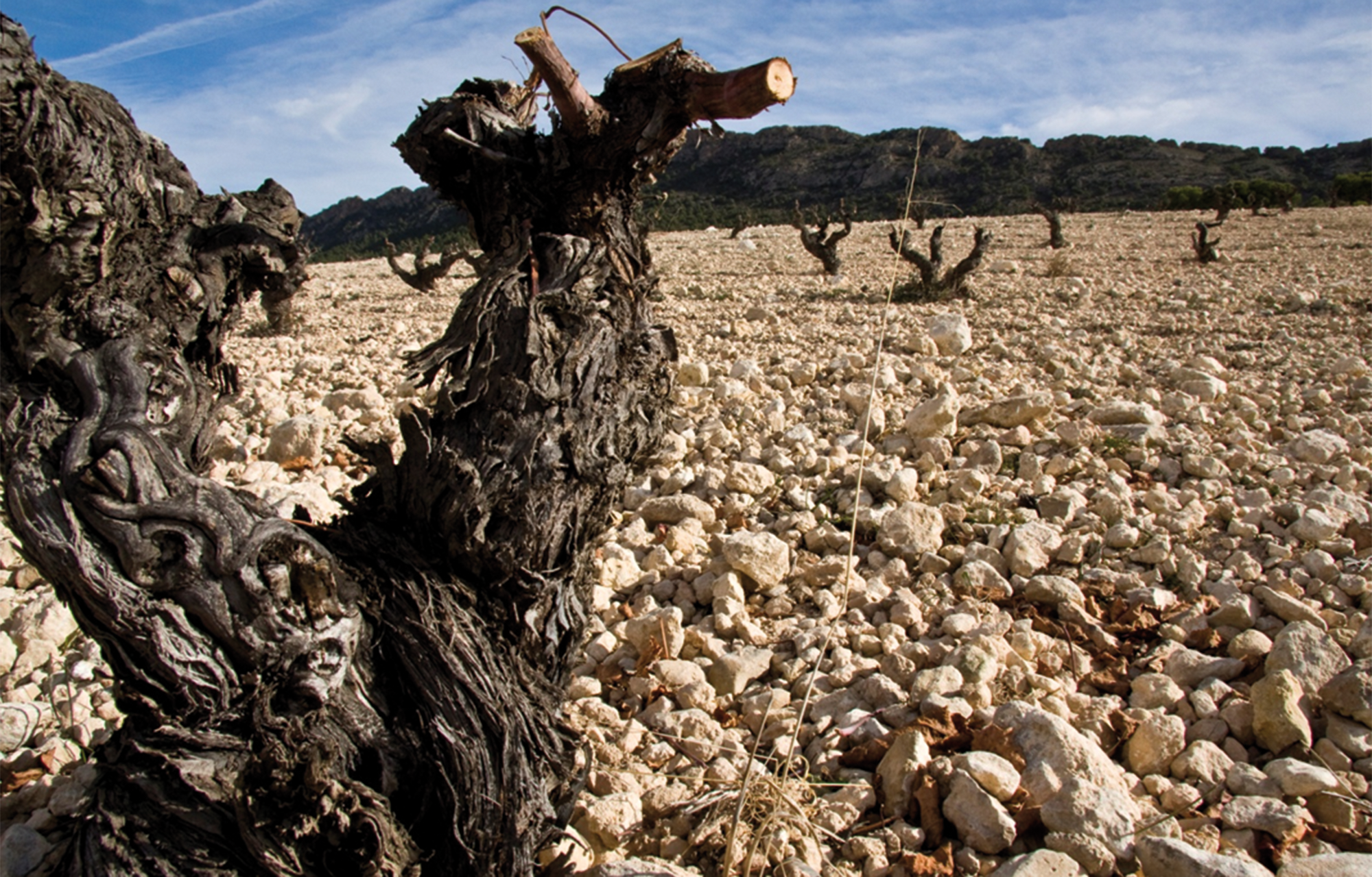 Winzer Bodegas El Nido