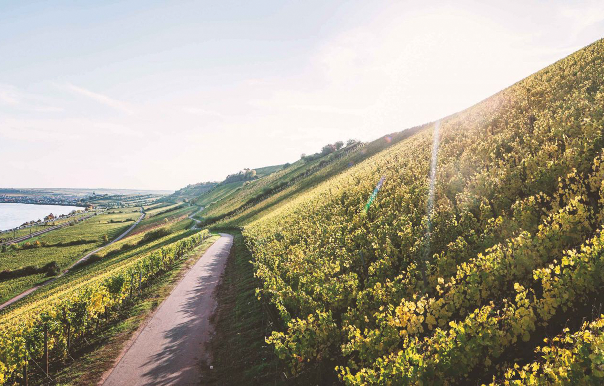 Winzer St.Antony Weingut