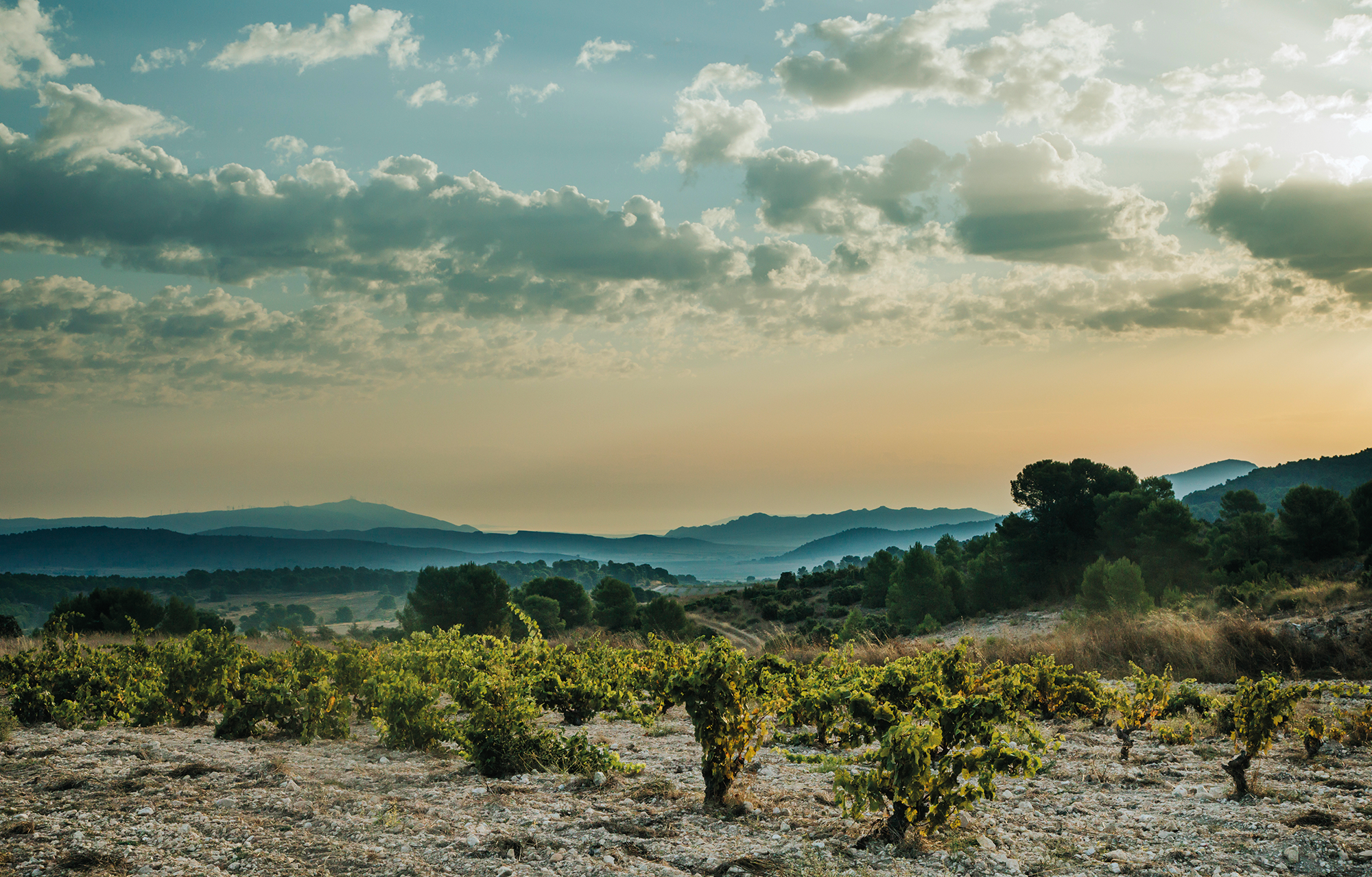 Atlan Artisan Murcia Globalwine