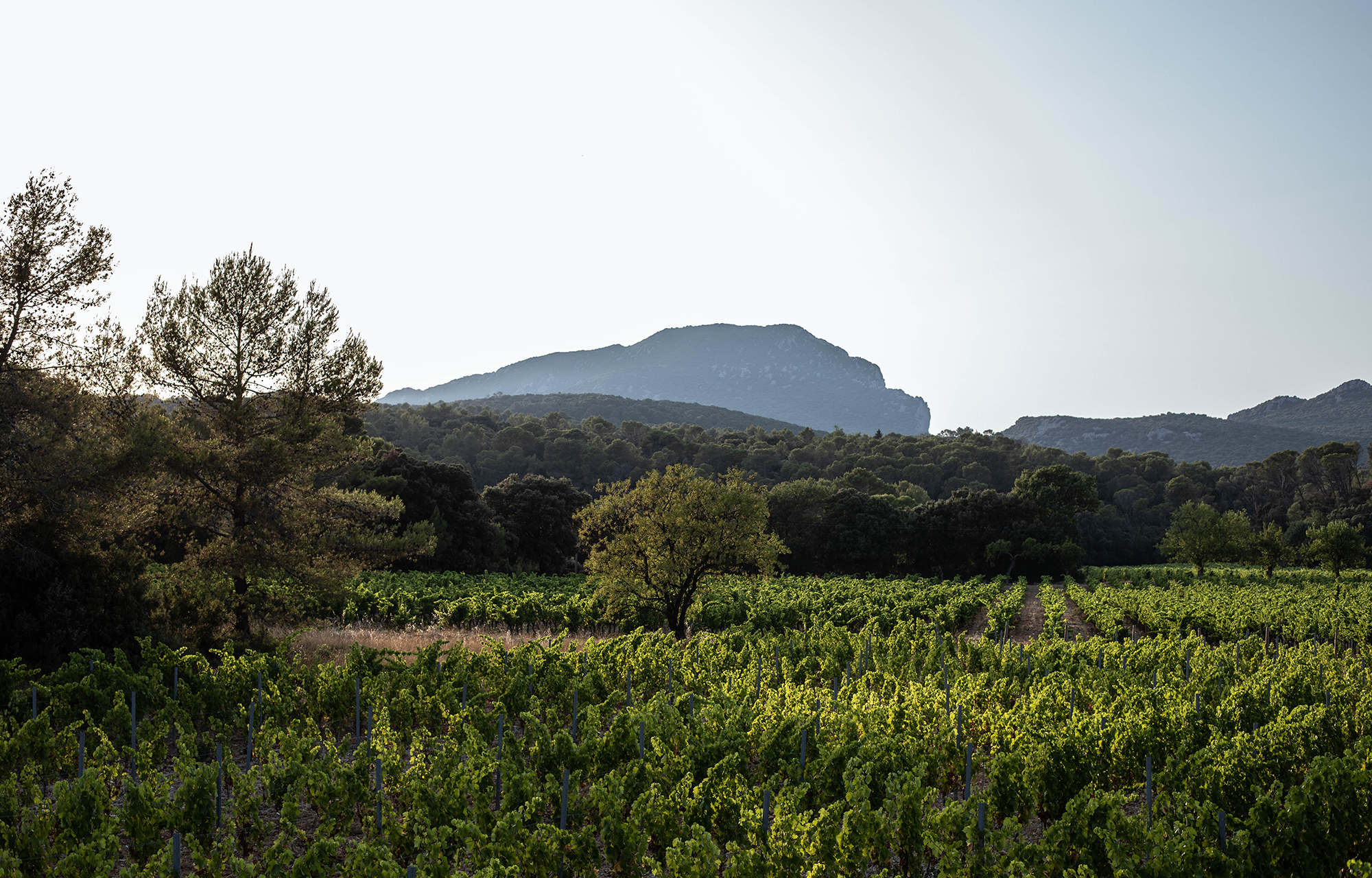Winzer Domaine Clavel