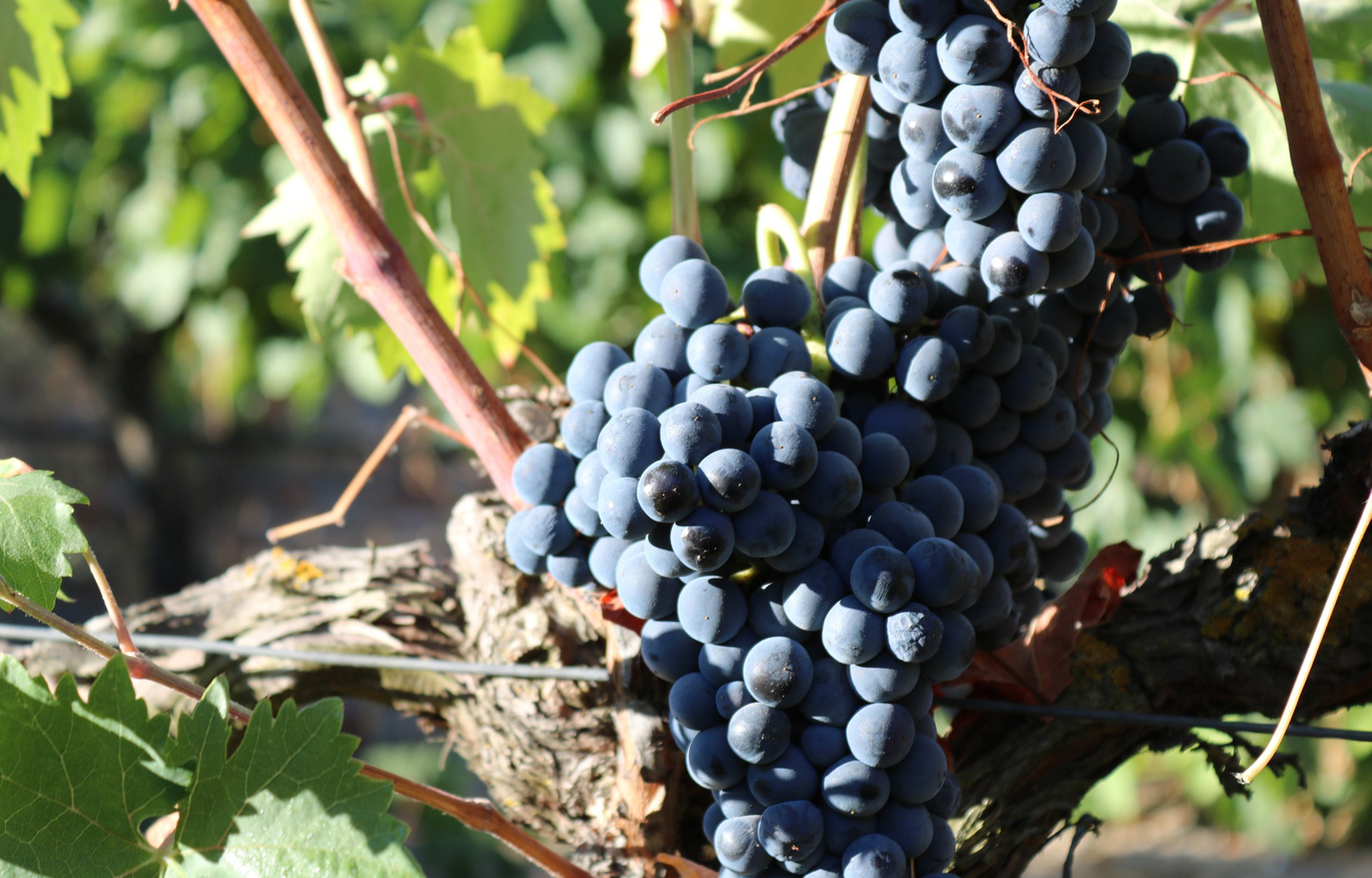 Sei Solo Ribera del Duero