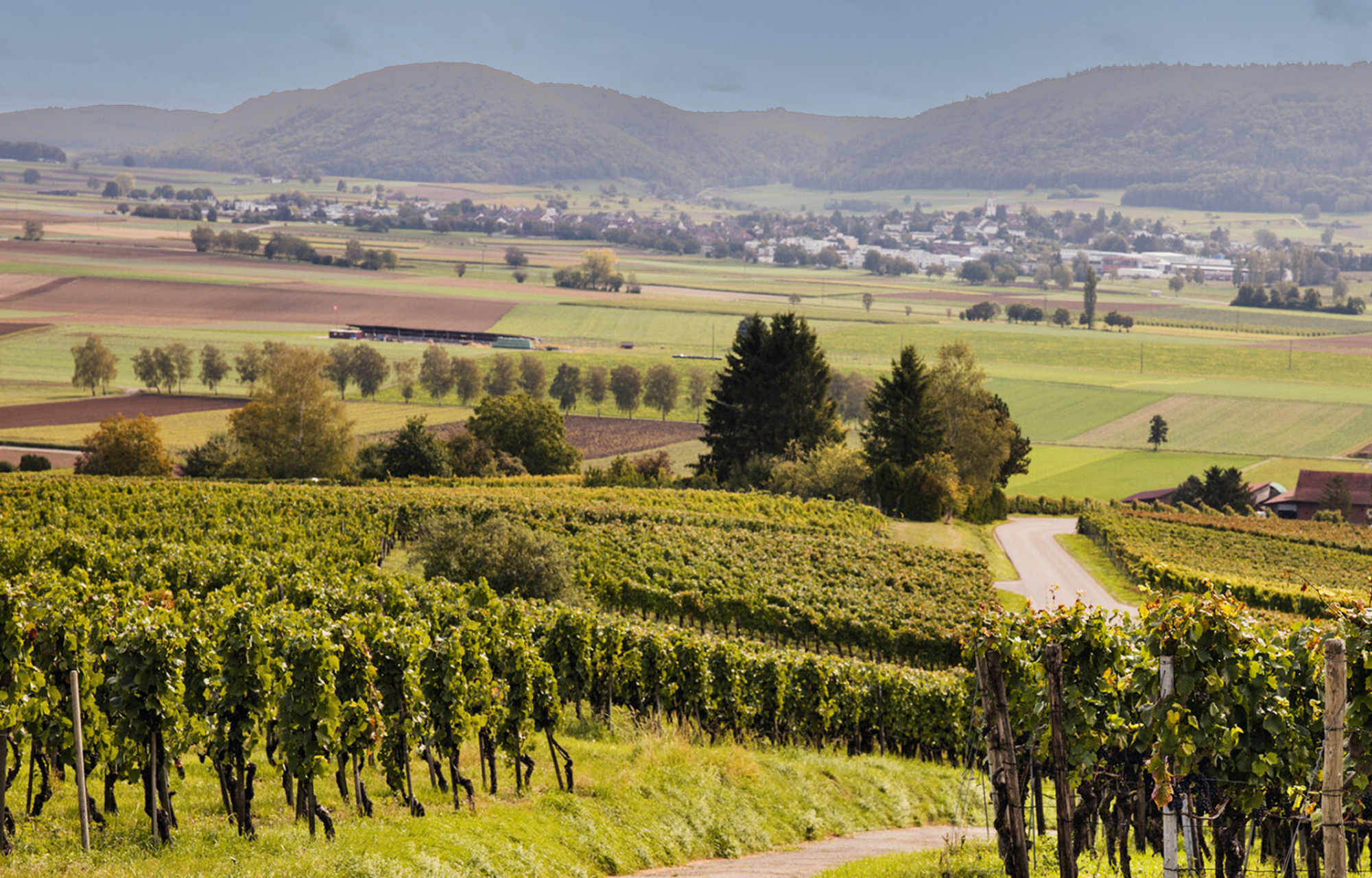 Winzer Rimuss & Strada Weinkellerei