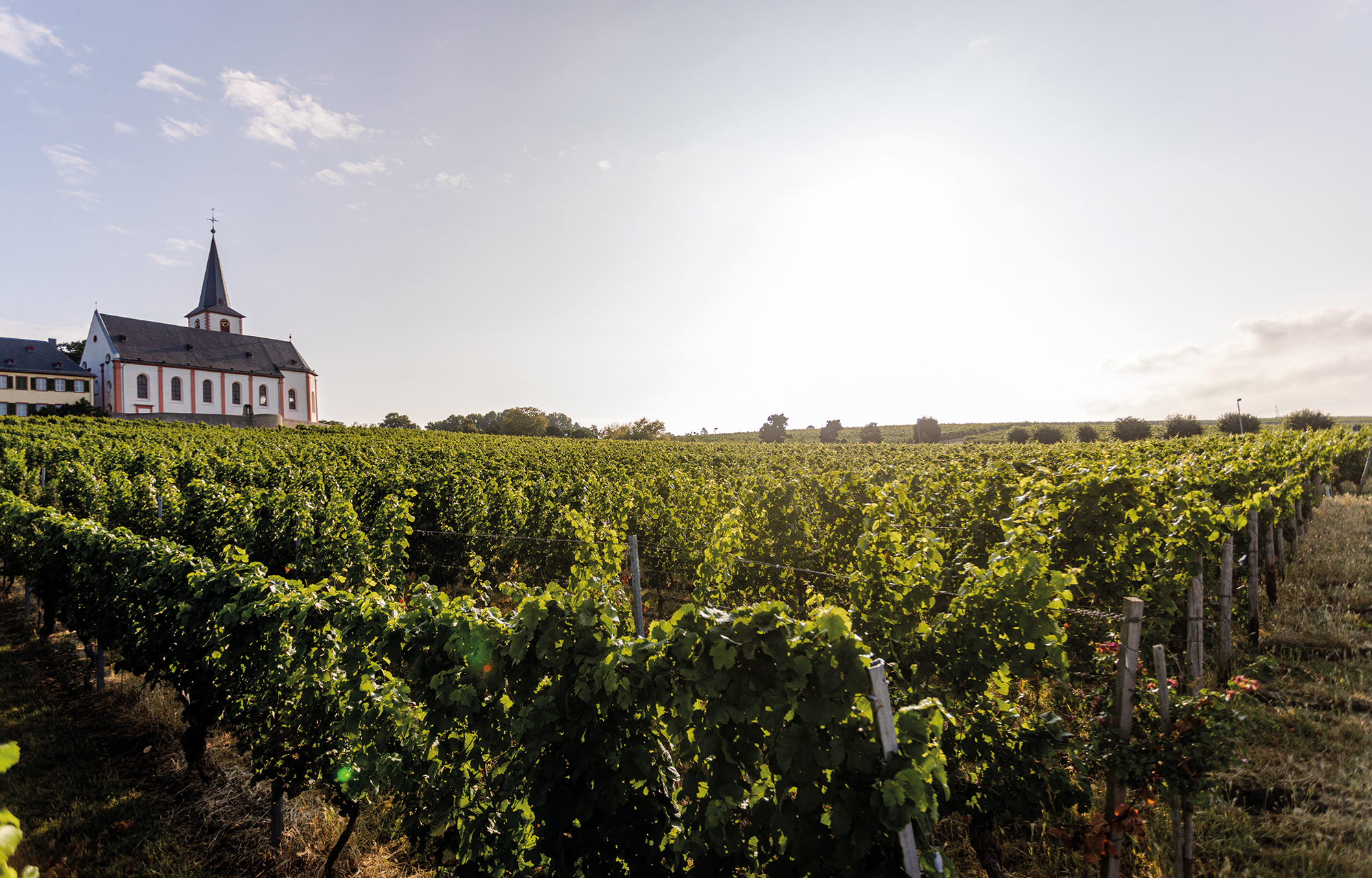 Winzer Weingut Künstler